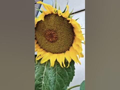 🌻🌻🌻 #подсолнухи - YouTube