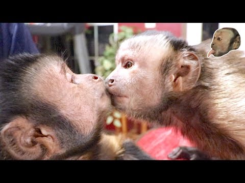 capuchin-monkey-makes-a-new-friend!-(first-meeting)