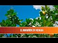 El Marañon en Vichada - TvAgro por Juan Gonzalo Angel Restrepo