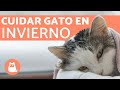 ¿Cómo proteger a tu gato del frío? ⛄ 5 TIPS