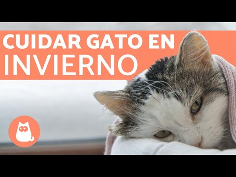 Video: Protegiendo A Los Gatos Del Frío