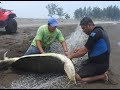 Rescate de Tortuga Verde Macho Atorada en una Red