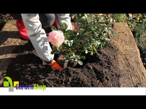 Video: Hur planterar du rosor i din trädgård
