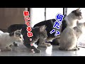 うちの庭に侵入者がやって来た！野良子猫やその他侵入事件多発！【後半しゃべる猫】-This is a Kittens heaven!２-#67