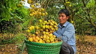 Harvest Lychee Fruit Goes to the market sell - Gardening | Solo Survival