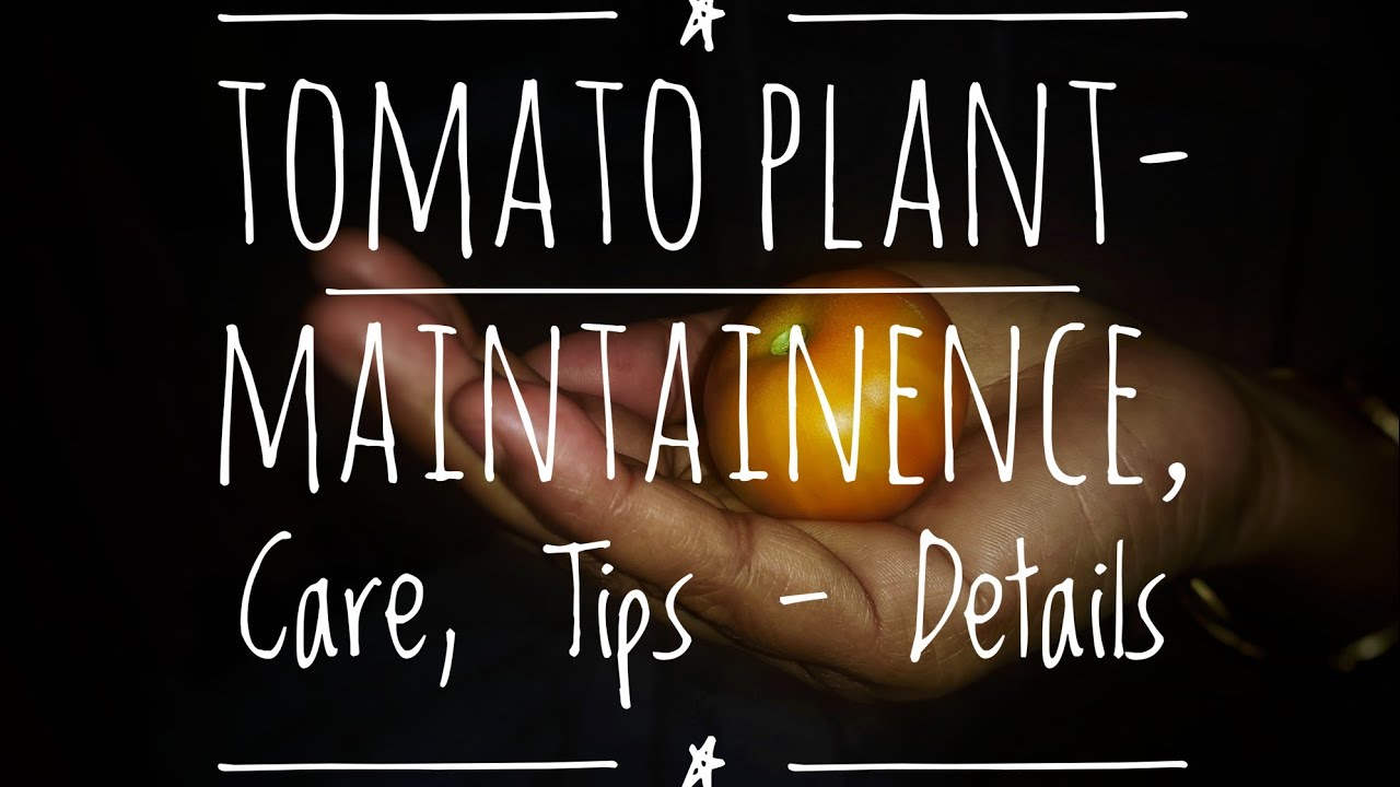 Tomato Plant - Details, Maintanence, Care, Tips and Needs
