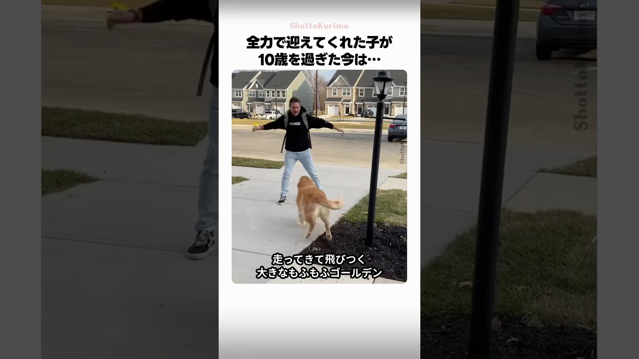 全力で迎えてくれた子が10歳を過ぎた今は…