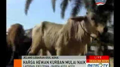 Harga Naik, Hewan Kurban di Aceh Sepi Pembeli
