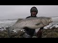 HUGE Striped Bass Surf Fishing from the Rocks