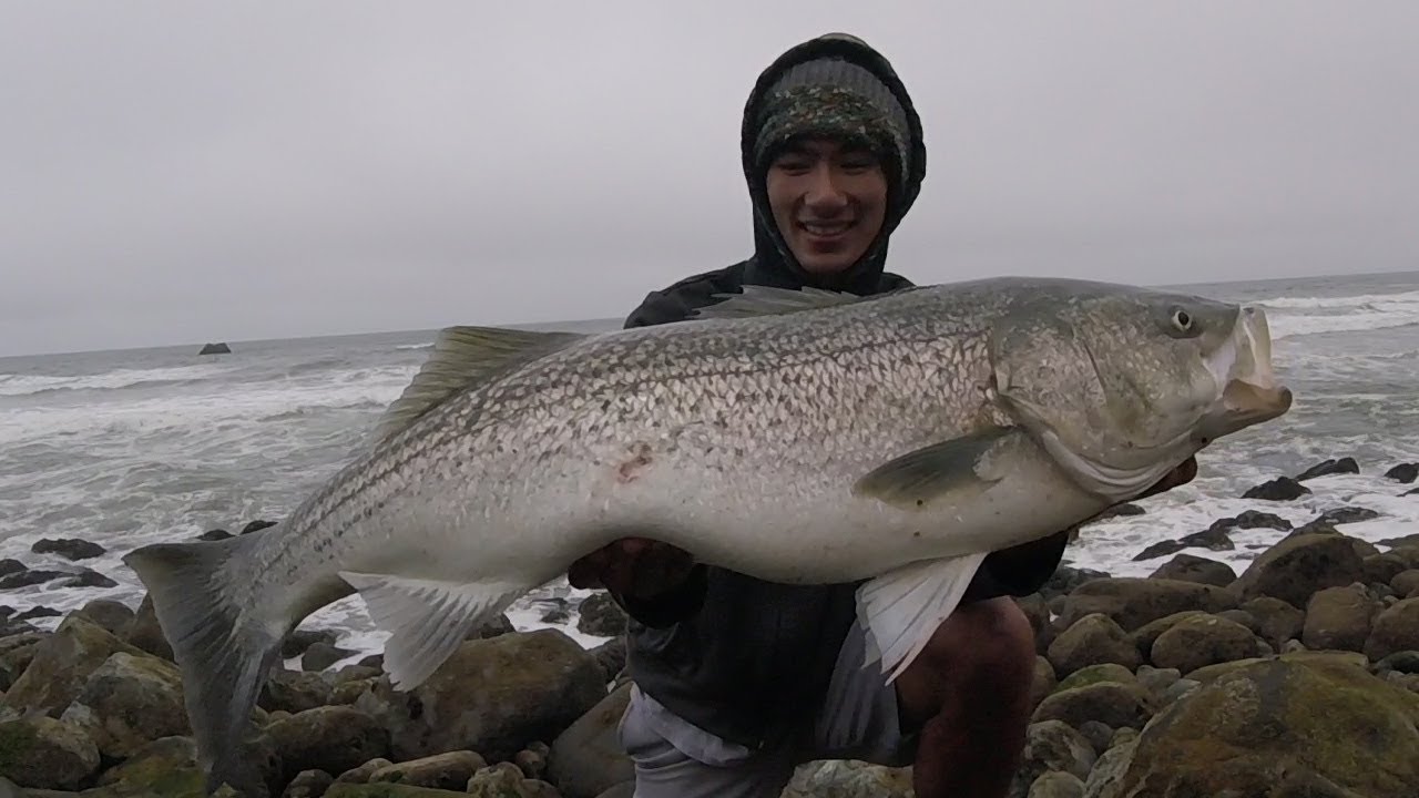 HUGE Striped Bass Surf Fishing from the Rocks 