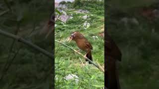 Download Lagu Kicau Burung Bernyanyi MP3 Download Lagu Kicau Burung Bernyanyi MP3