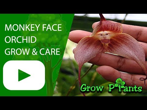 Monkey face orchid - grow, care & facts