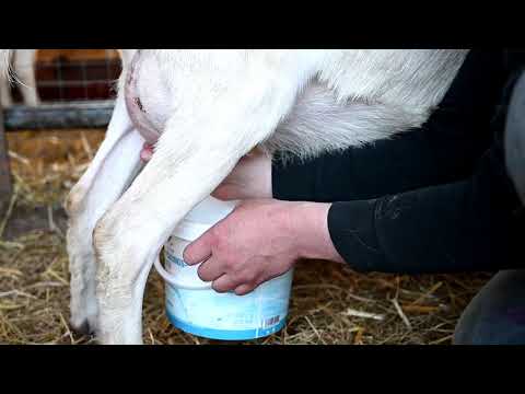Video: Sind Burenziegen gut zum Melken?