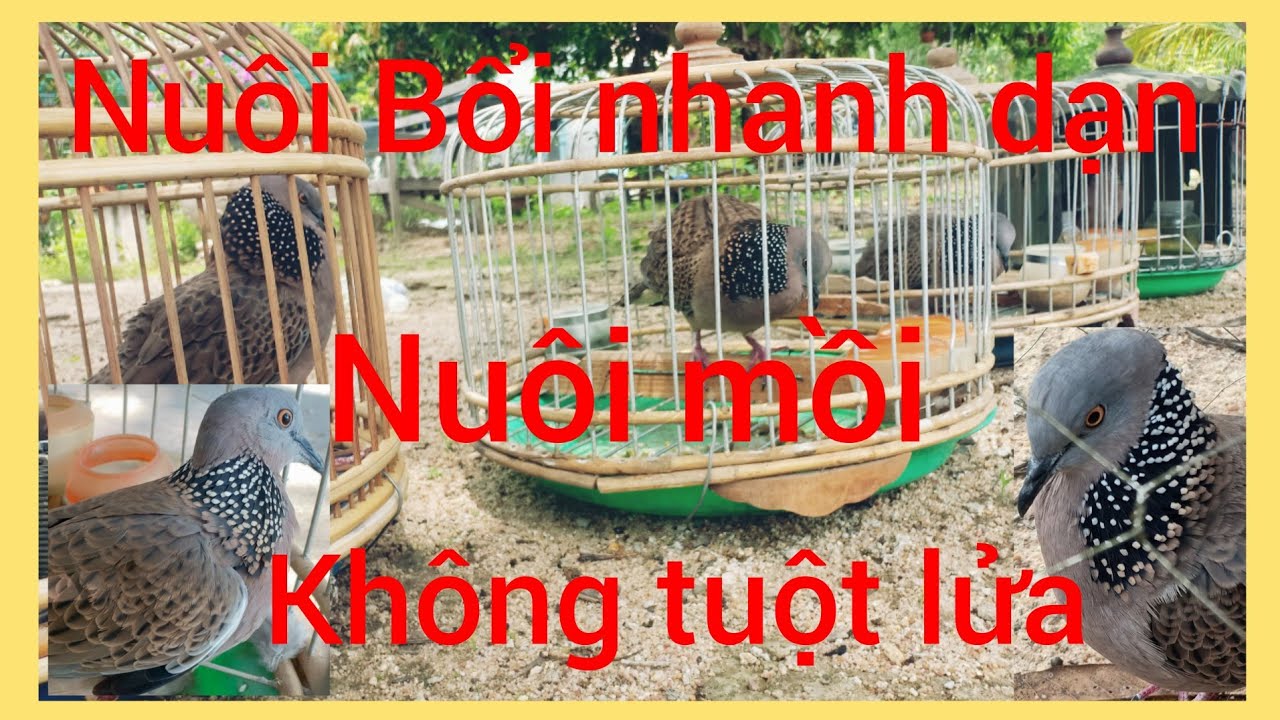 Cách nuôi bổi nhanh nổi và nuôi cu con không ghiền người