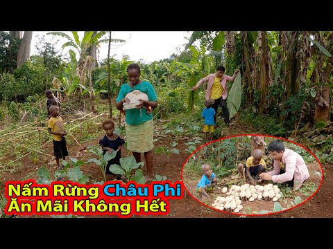 Tập 237: Gia đình Antonio thu hoạch Nấm Độc nhất vô nhị|| 2Q Vlogs cuộc sống Châu Phi