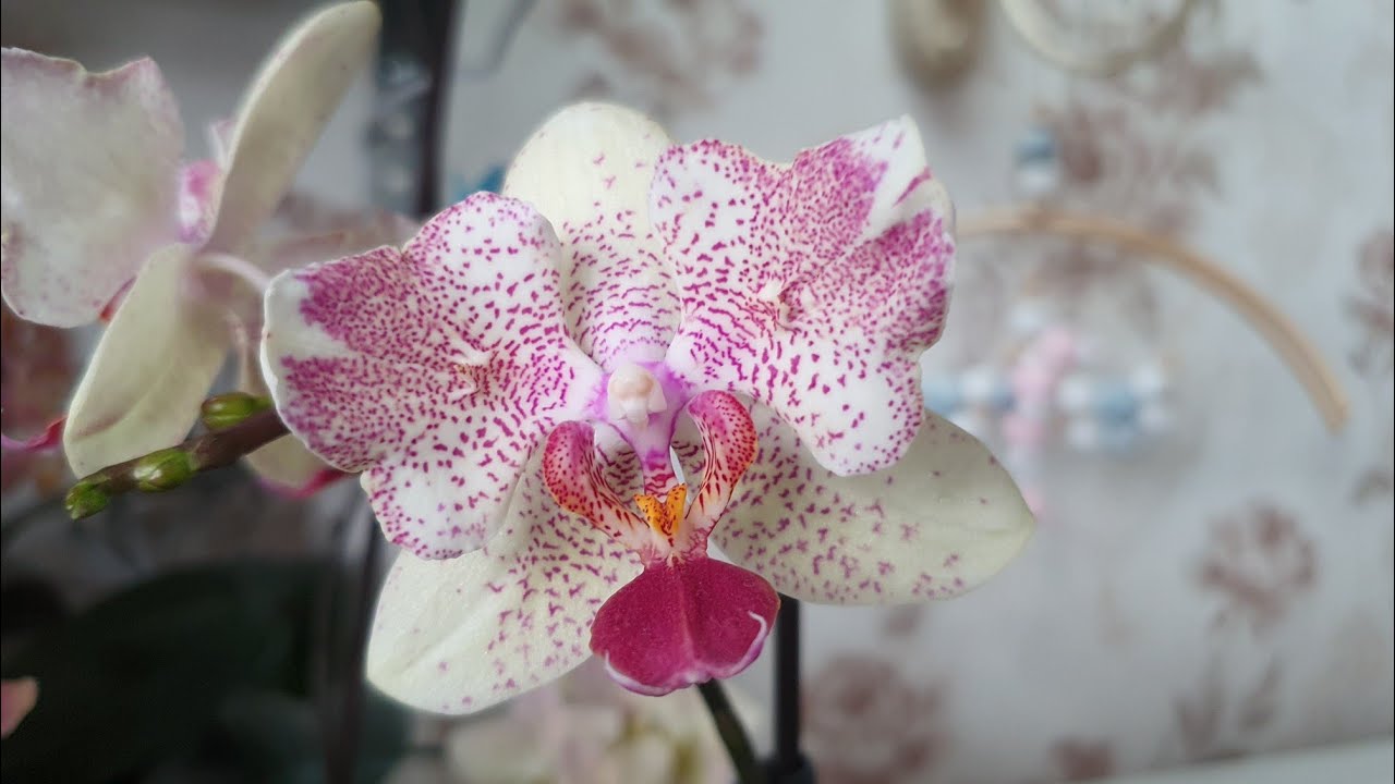 Удобрение для орхидей, чем оно лучше. Цветение орхидей в конце февраля 2026г.