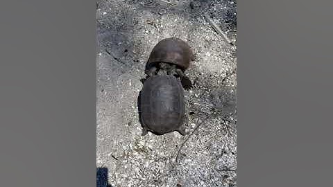 Gopher Tortoises fighting
