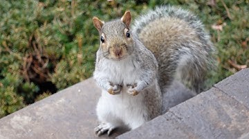 New squirrel needs your help