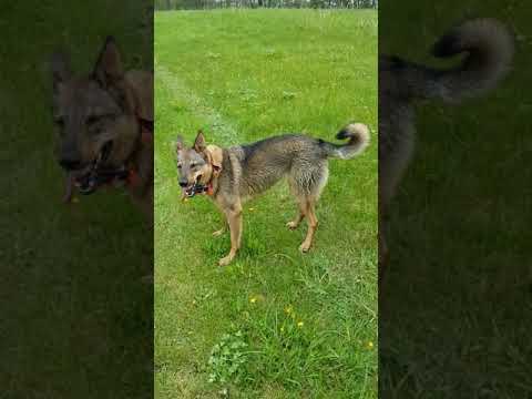 Video: Adakah anjing coydog di new york?