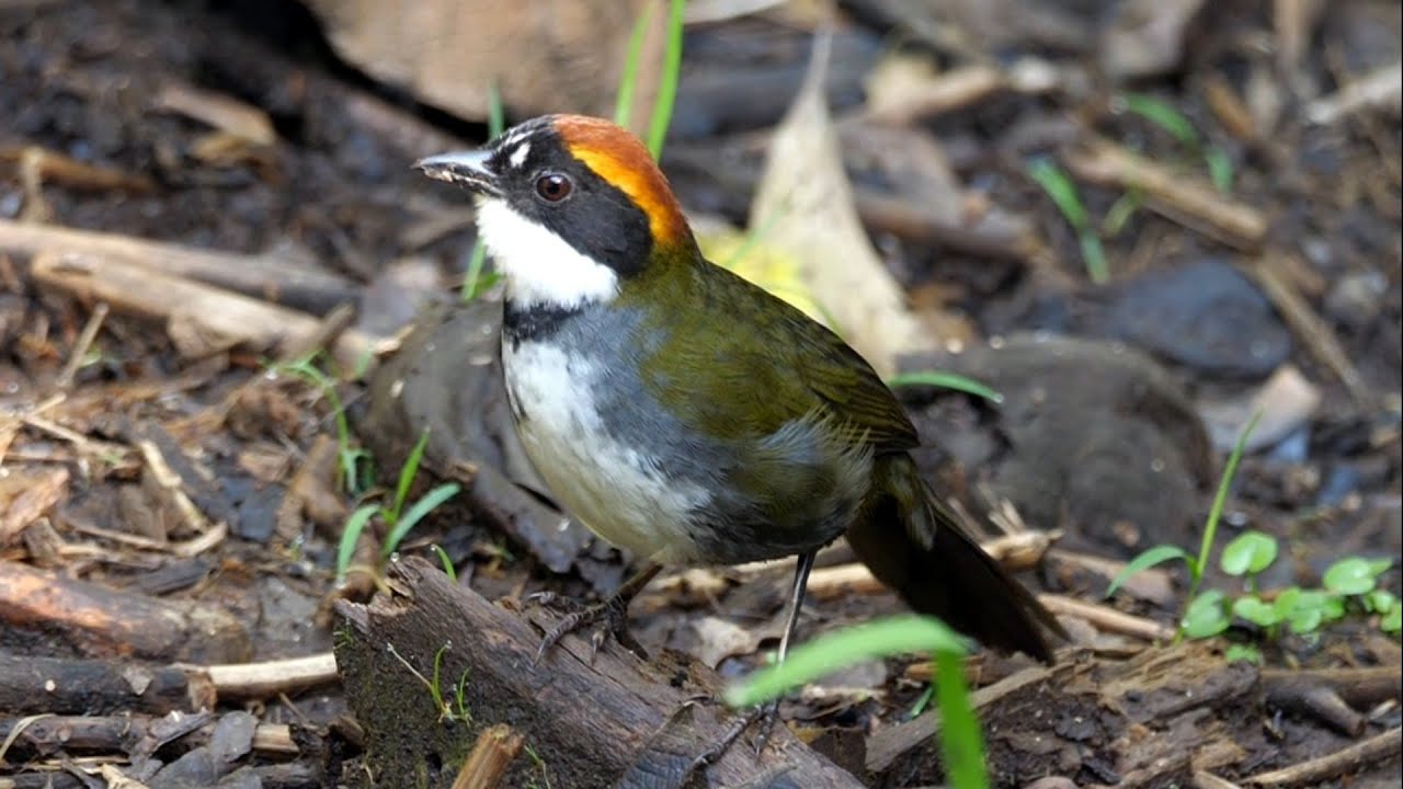 Chestnut-capped Brushfinch in Ecuador.