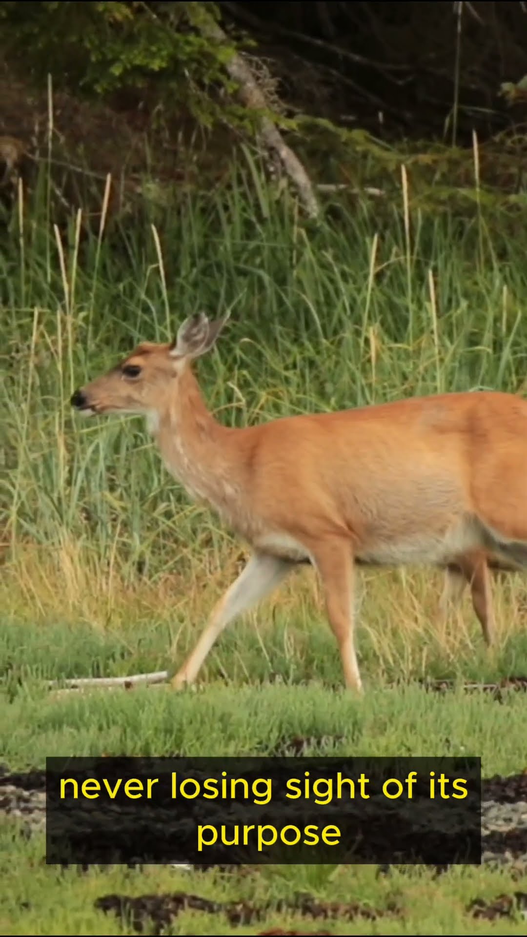Life Lessons from Deer   Part 3 #shorts  #mindfulness #wisdom #courage #balance #exploration #growth