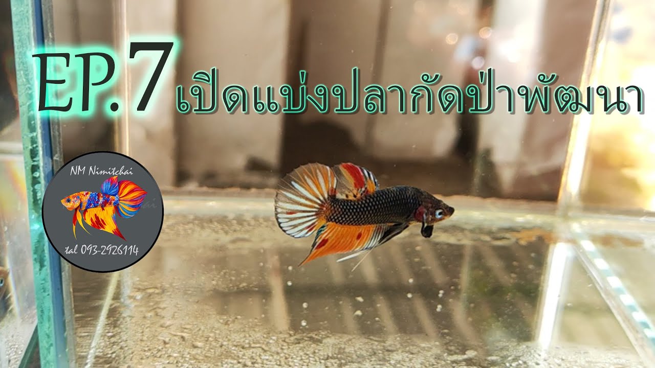 EP.7 เปิดแบ่งสายปลากัดป่าพัฒนาสีสัน