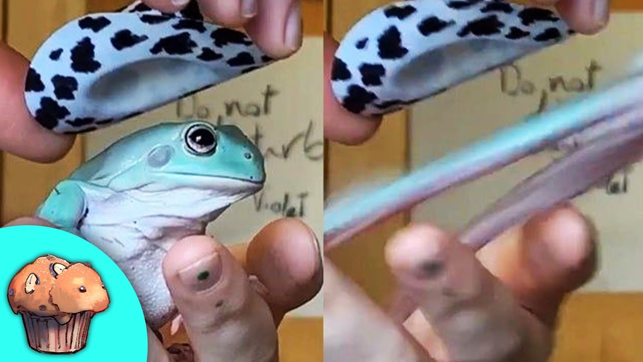 r/Therewasanattempt • the frog is gone