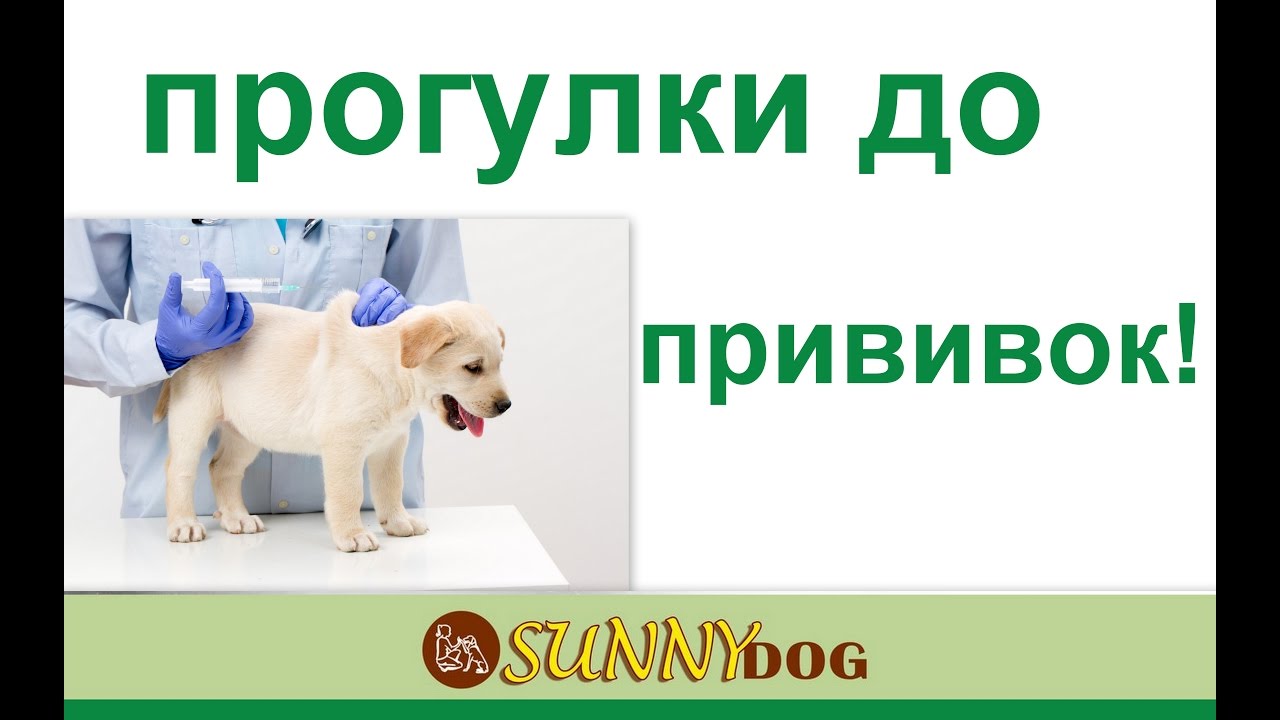 Почему нельзя гулять с щенком до прививки. Можно ли гулять со щенком лабрадора до прививки. Можно выводить собаку на прогулку без всех прививок.