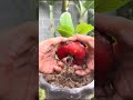 🫑 Grow 100+ Bell Peppers in One Pot! 🌱🤯 Easy Gardening Hack #Shorts
