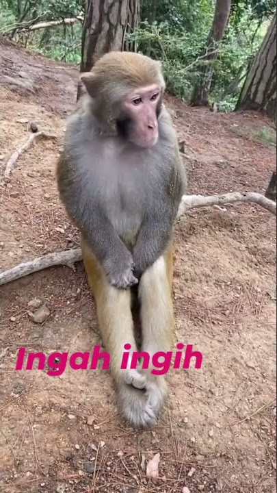 ingah ingih ongap angop plonga plongo