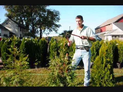 See how to  trim and Care for Your Trees ...American Arborvitae