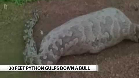 Caught on camera  20 feet long Python swallows Nilgai in Gujarat