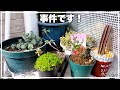 【#399】今年も根こそぎやられました【ガーデニング】