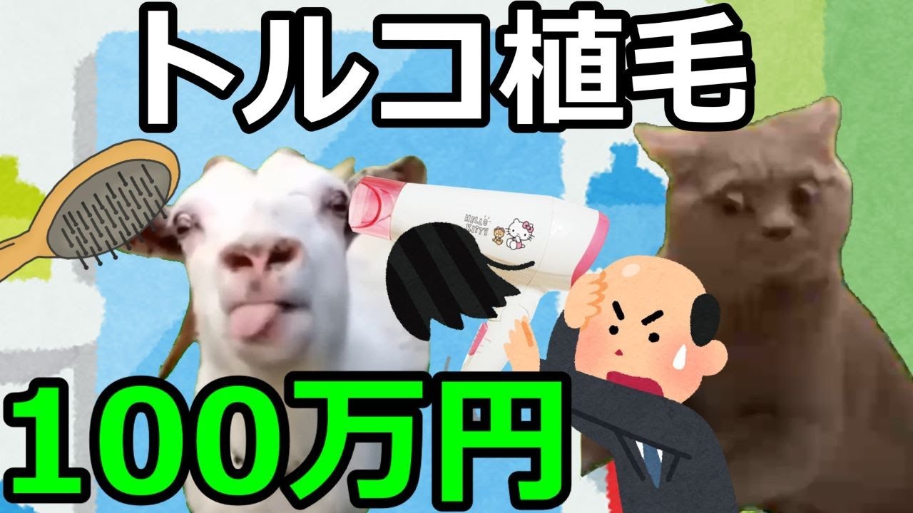 【猫ミーム】トルコ植毛に行った占い師！!