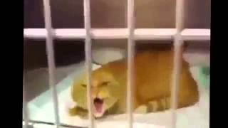 Самые смешные кошки, Смех и только, Новые Приколы, Шутки, Смешные ролики Юмор! Прикол! Смех Самые смешные кошки, Смех и только, Новые Приколы, Шутки, Смешные ролики Юмор! Прикол! Смех