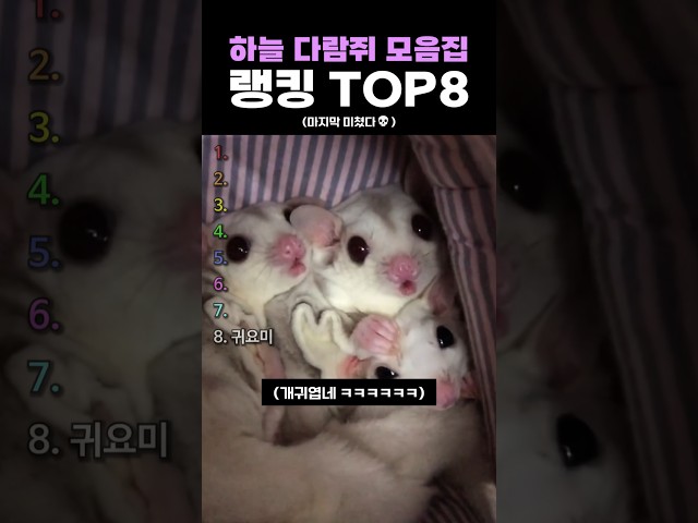 하늘 다람쥐 모음집 랭킹 TOP8