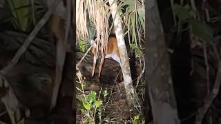 Nature Walk After Dark in Floirda