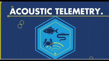 Acoustic Telemetry - how it works and why it