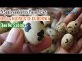 Los 9 sorprendentes Beneficios De Los Huevos De Codorniz que no sabias