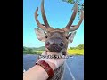 シカの背中をかいてあげた 🦌❤️