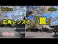 もう迷わない！広角レンズで桜を劇的に変える「引き算」と「記憶色」の極意