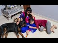 my dog jerry is taking care of my  wife|funny dog videos|rottweiler dog.