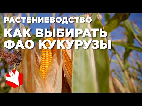 Видео: Разница между кукурузой и каллусом