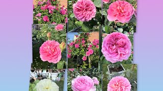 My top 5 Most prolific David Austin roses this week & 1 surprise rose