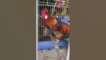 Gà rừng f1 gáy giọng thổ ực cực phê