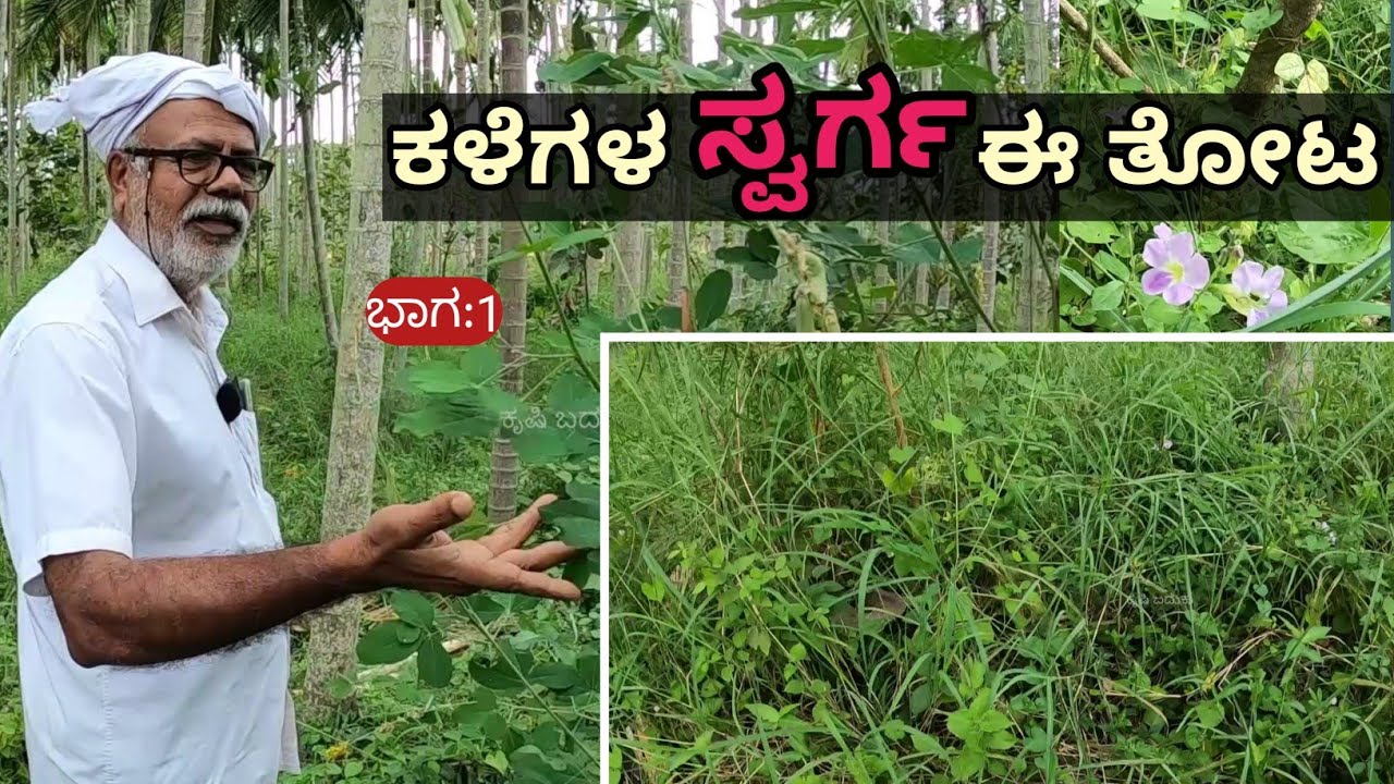 ಒಂದು ಎಕರೆಯಲ್ಲಿ ಬೋರ್ವೆಲ್ ಇಲ್ಲದೆ 23 ವರ್ಷದ ತೆಂಗು ಮತ್ತು ಅಡಿಕೆಯ ತೋಟವನ್ನು ನೀವೆಲ್ಲಾದರೂ ನೋಡಿದ್ದೀರಾ...!