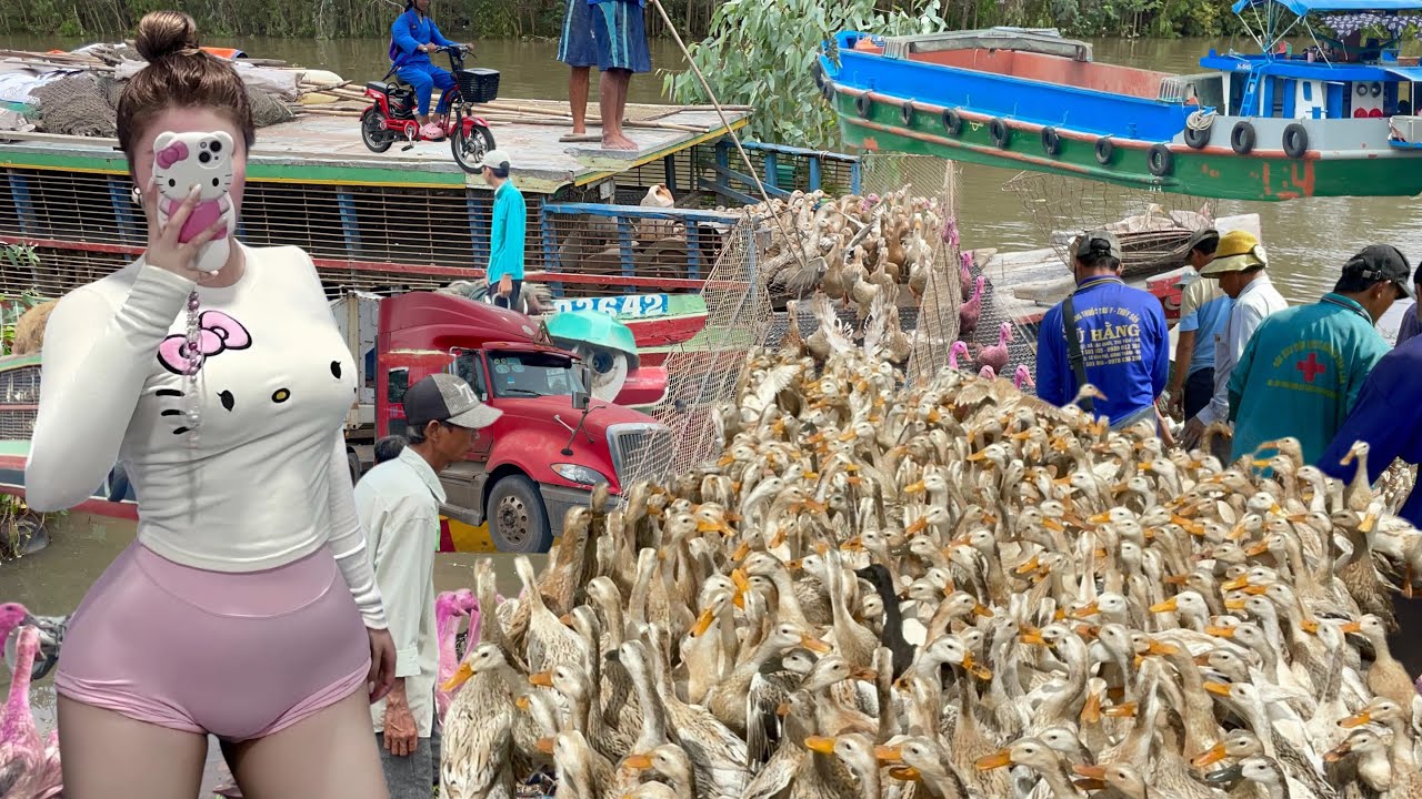 Amazing Scene: Thousands of Ducks Rush Off the Boat, Cars Stop to Let the Migrating Flock Pass 🦆⛵🚗