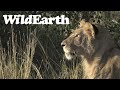WildEarth - Sunset  Safari - 02 May 2022