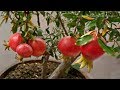 How to Grow Pomegrante Tree in Pot - Complete Growing Guide