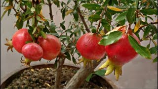 How to Grow Pomegrante Tree in Pot - Complete Growing Guide